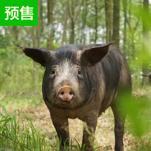 房县黑土猪年猪预售
