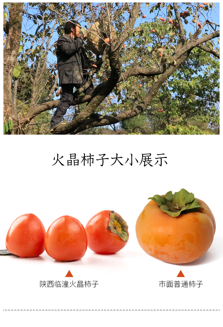 守护大地-陕西临潼火晶柿子 迷你柿 自然天成的"超甜金果" 基地直发