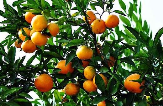 （永久下架）建德果蔬乐园休闲一日游 商品图0