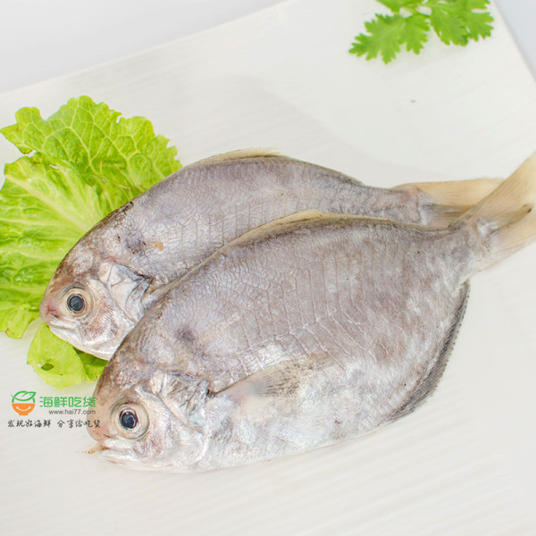 【南鲳鱼】也叫肉鲳鱼_纯野生海鱼_刺少肉质鲜嫩_活捕杀好急冻_源产地