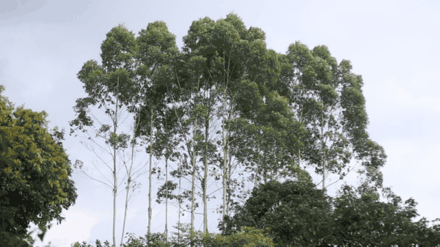 我们在树林间种植松树, 用桉树的液体来喷洒, 色泽呈金黄色,切开后