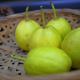 合作生产 | 生态几小香梨