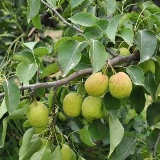 合作生产 | 生态几小香梨 商品图1