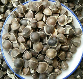 印度特级辣木籽 100g 初级农产品