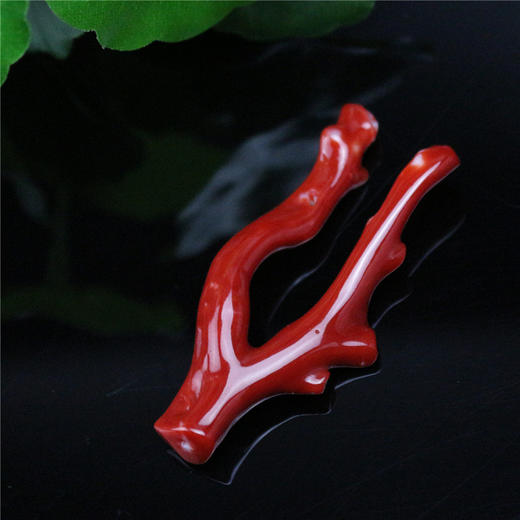 天然阿卡珊瑚枝 商品图0