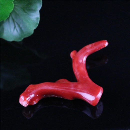 天然阿卡珊瑚枝 商品图0