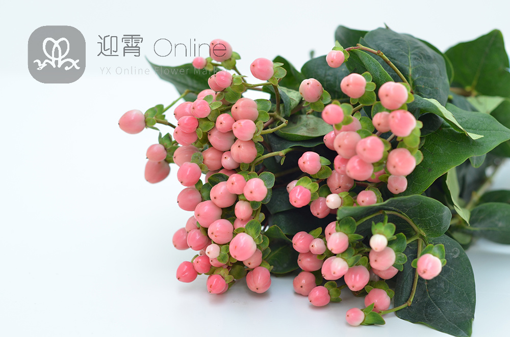 进口金丝桃火龙珠粉色hypericum