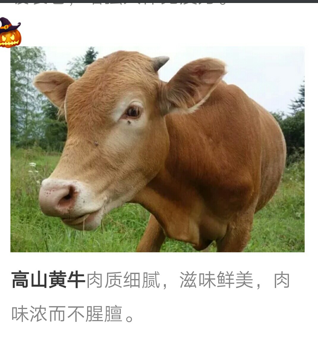 高山上的黄牛巴每斤