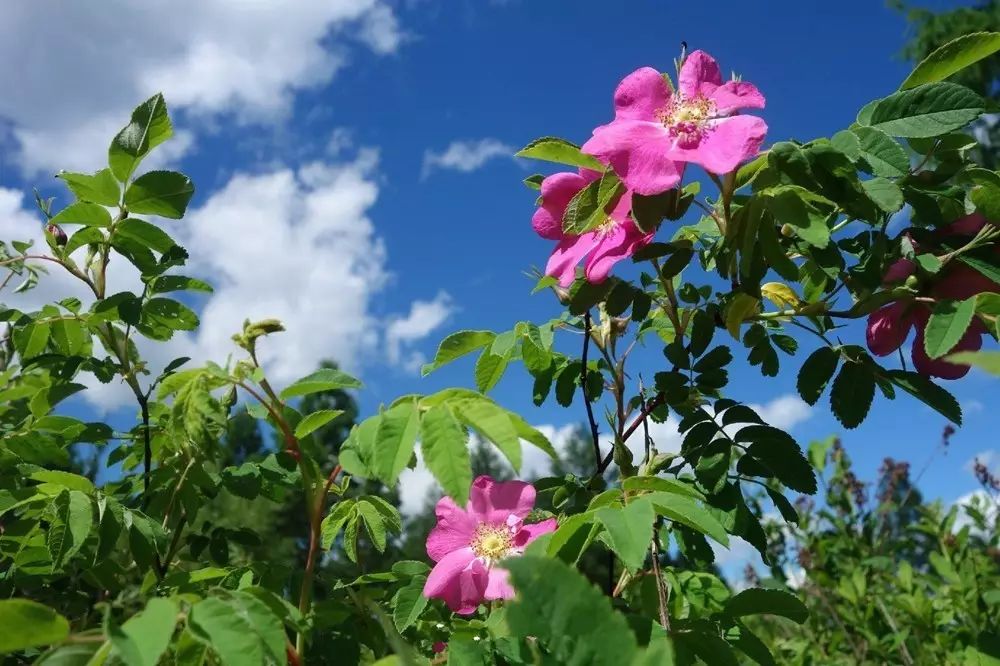 大兴安岭五种特产组合 野生玫瑰茶,金莲花茶,黄岑茶 野生蔓越莓酱