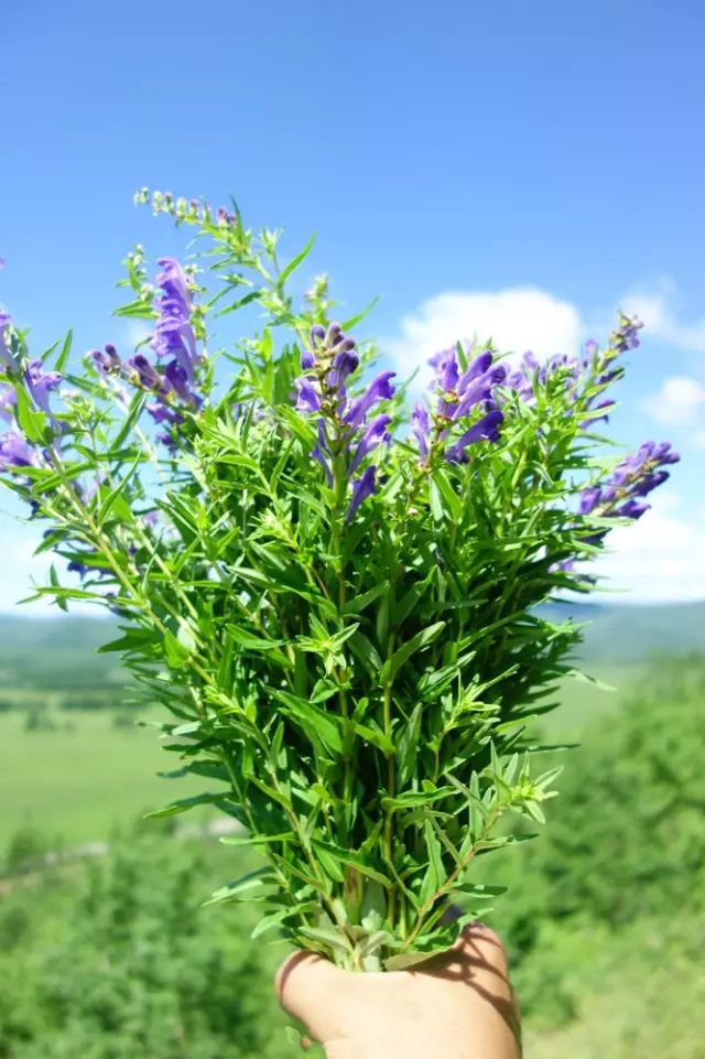 黄芩,是一味中药,生长在森林里的秃山上,古源家家都会采摘一些制