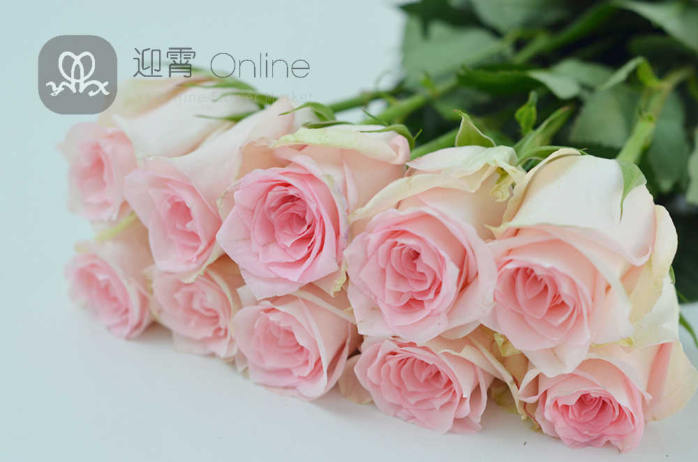 【现货】肯尼亚玫瑰 flamingo 火烈鸟 10枝/扎 顺丰到付