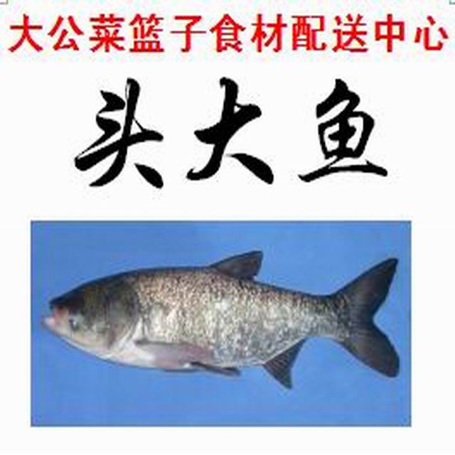 大头鱼