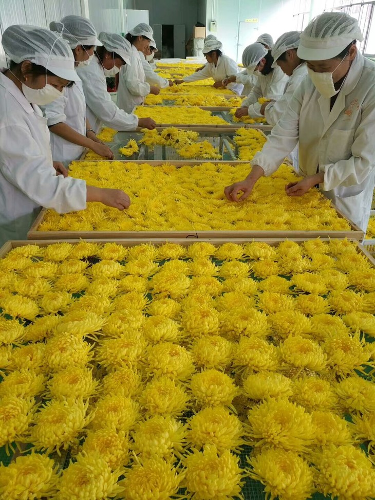 江西修水金丝皇菊25克/瓶约90朵