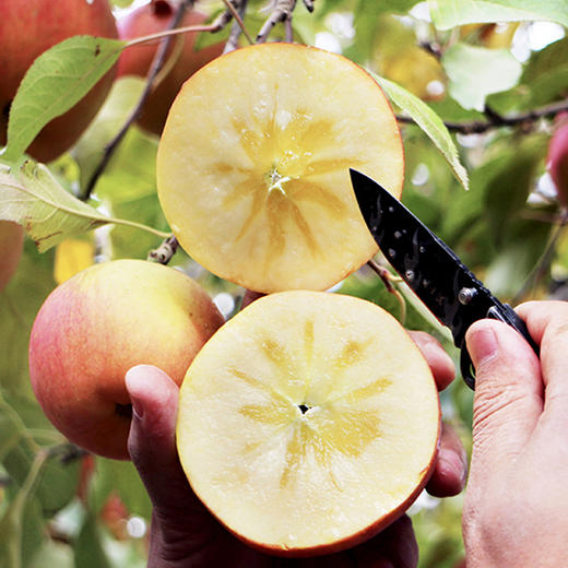 （永久下架）【开心2018】新疆阿克苏冰糖心苹果5斤装 商品图4