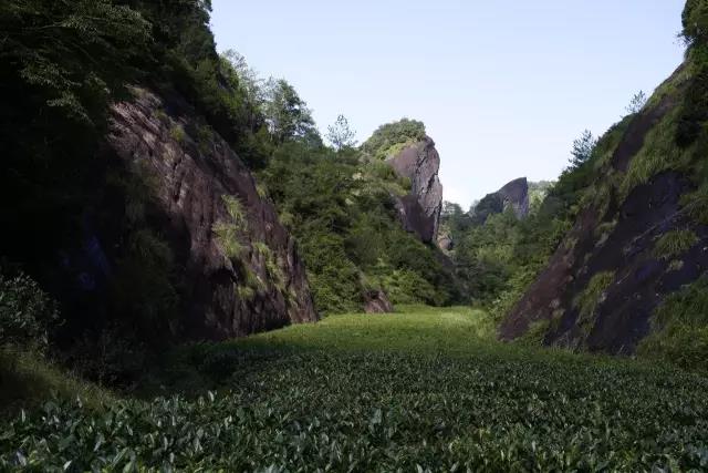 【武夷岩茶】铁罗汉(纯种),不可错过的,岩茶中的老当家