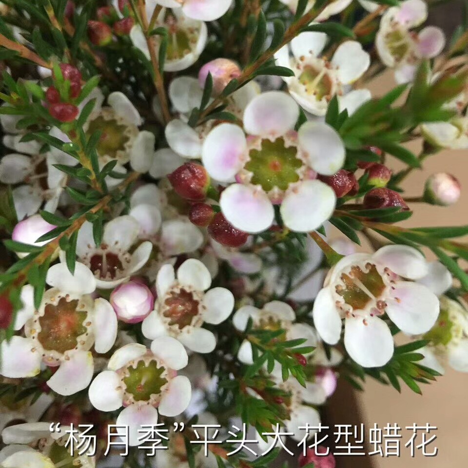 平头蜡花白色,6扎/小盒