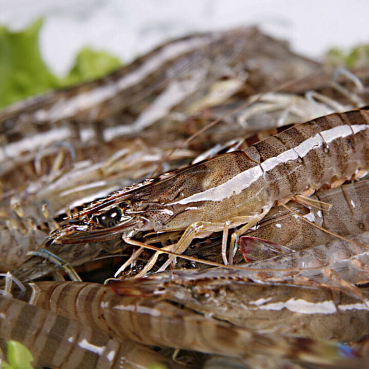 野生鲜虾海鲜水产鲜活对虾新鲜海虾大虾基围虾活虾冷冻虾 2斤(1000g)