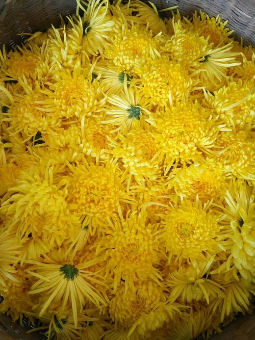 金丝皇菊散装金丝皇菊菊花茶 商品图4