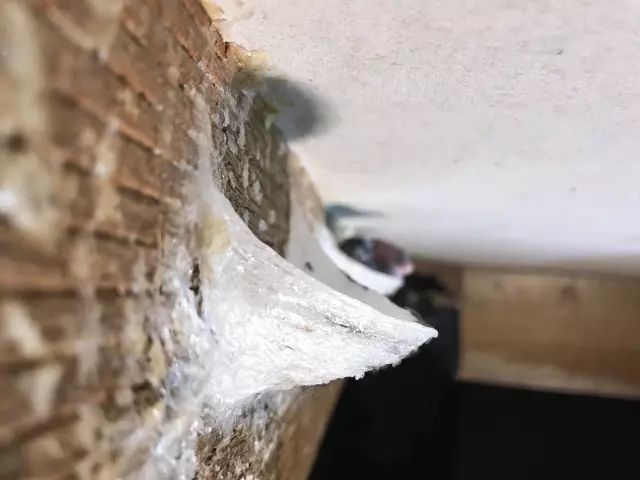 原材料决定燕窝的品质,燕窝被采摘下来后,根据含毛量分为特轻毛燕窝