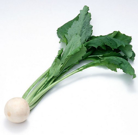樱桃萝卜（白）500g/份