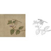 宋画草虫小品白描底稿-任仁发（传）-《大豆图》-斗方小品册页-多种白描尺寸可选-GR14 商品缩略图0