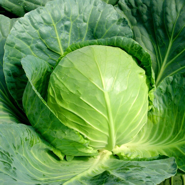 云南本地圆白菜 新鲜包心菜 卷心菜 时令蔬菜 500g