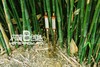 清韵 竖吹巴乌 商品缩略图0