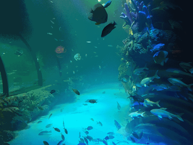 票务类 | 超强攻略,教你360°玩转幻太奇海洋水族馆!