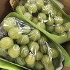 晴王葡萄 商品缩略图1