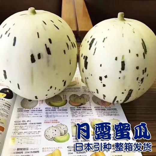 （永久下架）月露蜜瓜 商品图2