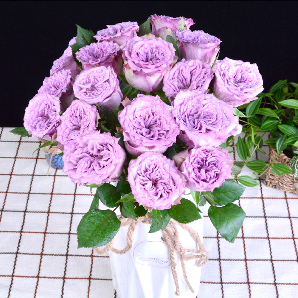 玫瑰 多洛塔 紫色