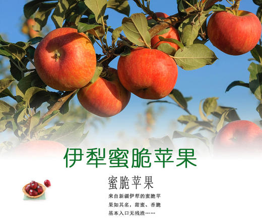 伊犁蜜脆苹果 6斤以上/箱 9个以上大果 商品图0