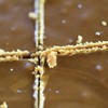 云南傣族百年古法熬制红糖500g 商品缩略图3