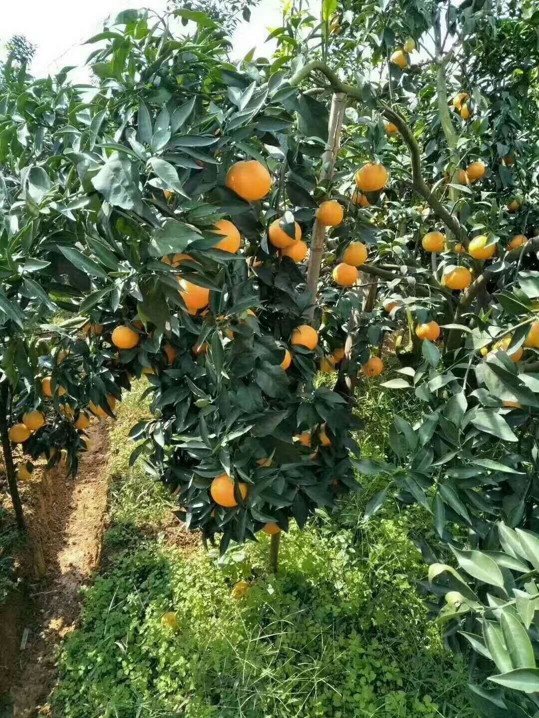 爱媛38号果冻橙