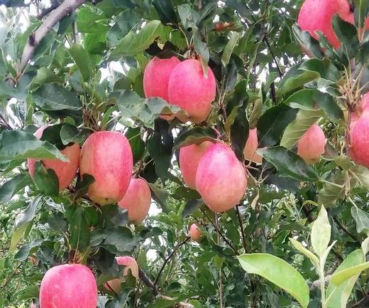 苹果中的贵族【长顺晶源·高钙苹果】7.5斤装  贵州省内包邮  无公害种植 有机苹果 不打蜡2种规格任选 商品图3