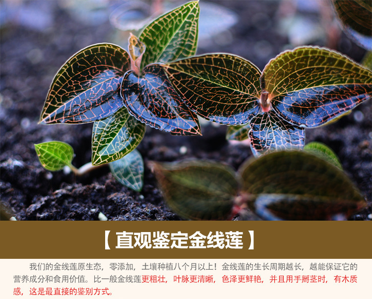 仁溪堂福建金线莲鲜品 125克精选养生植物膳食原药材干品养生茶