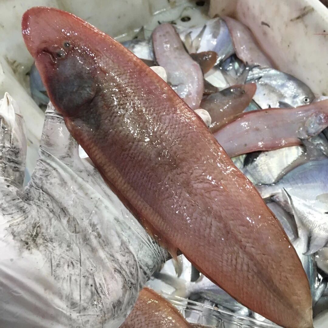 【东海野生粗鳞玉秃】