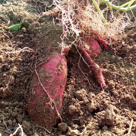 合作生产 | 有机板粟红薯（产地发货） 商品图0