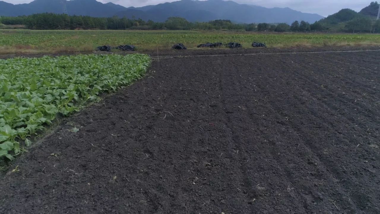 再者,这边有着跟东北黑土地几分相似的肥沃土地,而好的土壤也成了好农