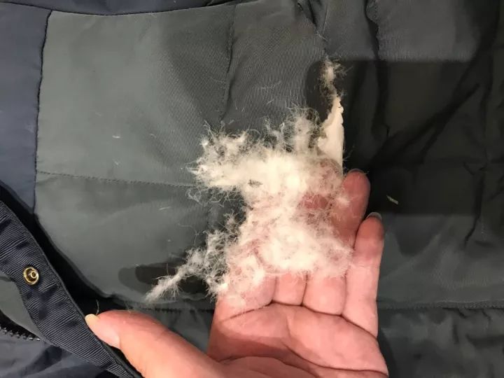 重点来了,咱剪开一个羽绒服,看看里面的绒的品质!
