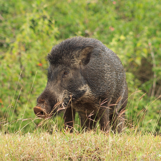 野猪肉 冻货区 纯天然野猪肉 深山散养 真正喝山泉水