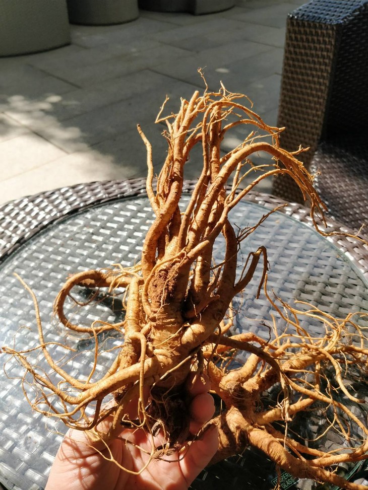 新鲜的当归可以直接炖牛羊肉,可以加红糖煮鸡蛋,泡当归酒,做当归纯露