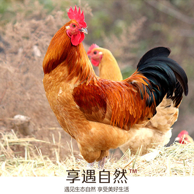 土鸡