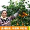 贵州原生态不催熟天柱脐橙新鲜水果橙子包邮现摘现发6斤装 坏果包赔 商品缩略图1