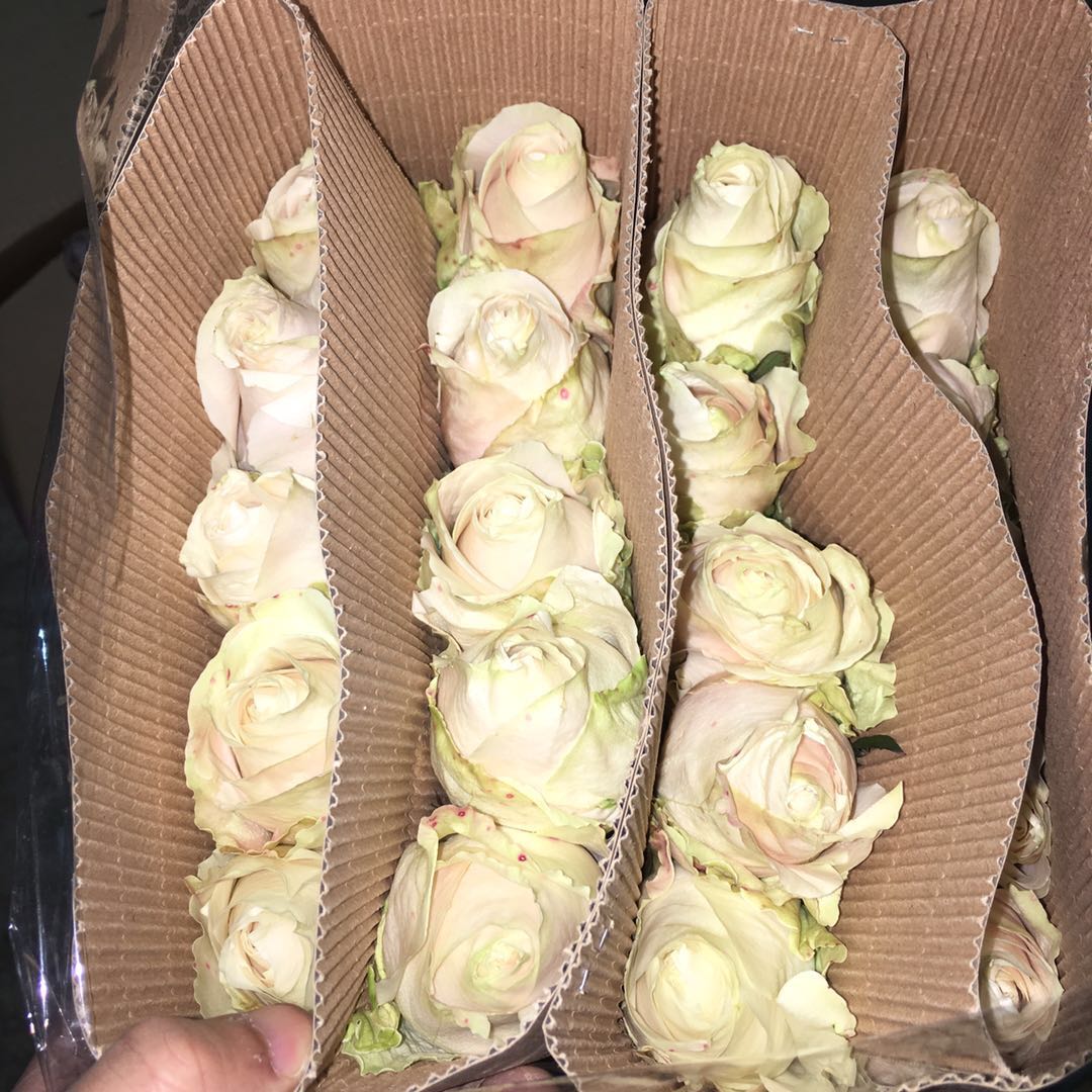 芬得拉c级-玫瑰