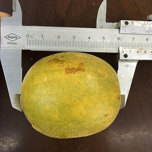 冻干罗汉果真空低温脱水冻干罗汉果新果广西桂林特产 商品图4