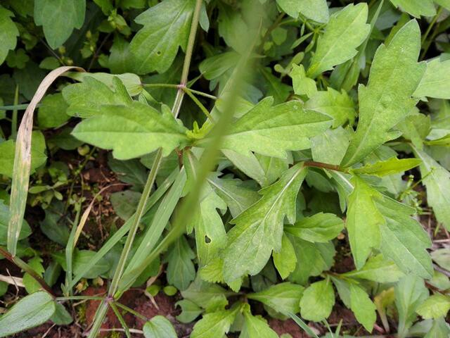 原生态草药鱼秋蒜