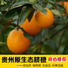 贵州原生态不催熟天柱脐橙新鲜水果橙子包邮现摘现发6斤装 坏果包赔 商品缩略图0