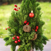 圣诞礼丨松果红果圣诞树 商品缩略图1