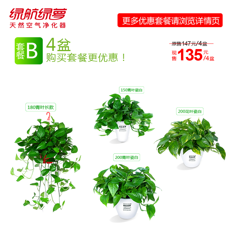绿航绿萝 套餐组合 盆搭配更优惠